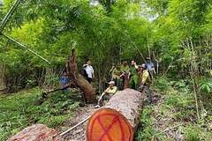 Hiện trường hai cây lim xanh cổ thụ bị đốn hạ. (Ảnh: VKSND Hàm Thuận Nam)