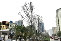 Hàng cây phong lá đỏ trên đường Nguyễn Chí Thanh héo úa trơ cành. (Ảnh: Mạnh Khánh/TTXVN)