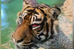 Chú hổ Ratna với con mắt trái bị tổn thương. (Nguồn: BBC)