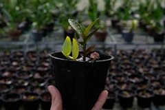 Một cây lan Giả hạc Di Linh quý hiếm được ứng dụng công nghệ tạo đột biến. (Ảnh: Nguyễn Dũng/TTXVN)