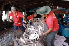 Nhập nguyên liệu cá tra vào nhà máy để chế biến. (Ảnh: Phạm Hậu/TTXVN)