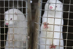 Chồn vizon được nuôi lấy lông tại Ba Lan. (Nguồn: AP