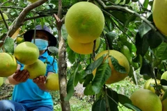 Nhờ chăm sóc tốt nên bưởi Phúc Trạch năm nay ra quả đồng đều và chất lượng tốt hơn năm trước. (Ảnh: Hoàng Ngà/TTXVN)