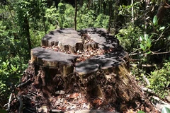 Một cây pơmu bị cưa hạ. Ảnh minh họa. (Nguồn: TTXVN)