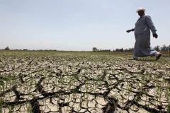 Một nông dân Ai Cập trên cánh đồng khô hạn tháng 6/2013. (Nguồn: Reuters)