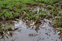 Cá suối chết trắng cạnh bờ suối Cái. (Ảnh: Thanh Hải/TTXVN) 