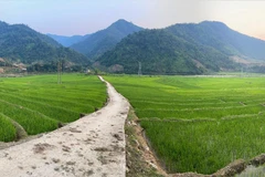 Ruộng bậc thang ở huyện vùng cao biên giới Mường Tè, Lai Châu. (Ảnh: Nguyễn Oanh - TTXVN)