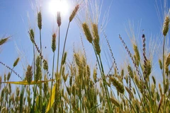 Cánh đồng lúa mỳ ở gần Tioga, Bắc Dakota, Mỹ. (Ảnh: AFP/TTXVN)