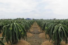 Vườn thanh long 6.000m2 ứng dụng công nghệ cao của ông Nguyễn Văn Vĩnh tại ấp Long Thành, xã Long Trì, huyện Châu Thành, Long An mang lại lợi nhuận hàng tỷ đồng mỗi năm. (Ảnh: Minh Hưng/TTXVN)