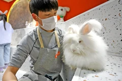 Một người nuôi thỏ Angora tại cửa hàng "Rabbit Cafe" ở Tây An, tỉnh Thiểm Tây, Trung Quốc, ngày 20/10/2020. (Nguồn: Getty Images)