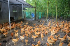 (Ảnh minh họa: Hồ Cầu/TTXVN)