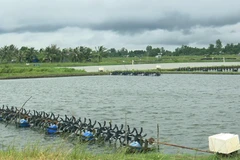 Ao nuôi tôm nước lợ của nông dân tại huyện Mỹ Xuyên (tỉnh Sóc Trăng). (Ảnh: Chanh Đa/TTXVN)
