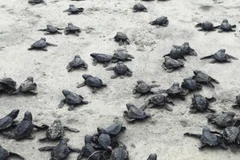 (Nguồn: laprensalatina.com)