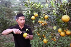 Anh Vì Văn Doan, hộ thành viên HTX nông nghiệp Duy Lợi ở xã Mường Và, huyện Sốp Cộp, tỉnh Sơn La, thu hoạch cam. (Ảnh: Quang Quyết/TTXVN)