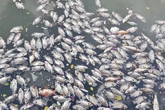 Ảnh minh họa. (Nguồn: TTXVN)