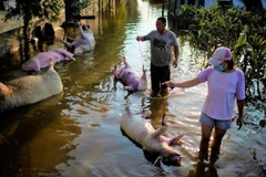 [Video] Trung Quốc đối mặt nguy cơ bùng phát dịch bệnh sau lũ lụt