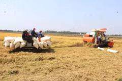 Chuẩn bị xuất khẩu khoảng 100.000 tấn gạo vào EU theo EVFTA. (Ảnh: TTXVN)