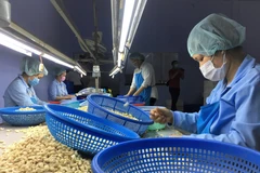 Hạt điều là mặt hàng nhiều nước khu vực Trung Đông-châu Phi có nhu cầu nhập khẩu. (Ảnh: Thanh Vân/TTXVN)