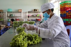 Sơ chế, đóng gói sản phẩm nho xanh tại Công ty TNHH Sản xuất và Thương mại nông sản Thái Thuận, Ninh Thuận (xã Nhơn Sơn, huyện Ninh Sơn) để chuẩn bị đưa lên sàn giao dịch thương mại điện tử. (Ảnh: Nguyễn Thành/TTXVN)