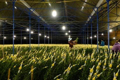 Một nhà vườn ở làng hoa Vạn Thành, phường 5, thành phố Đà Lạt. ( Ảnh: Nguyễn Dũng/TTXVN)