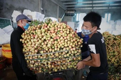 Một điểm thu mua vải ở huyện Tân Yên, Lục Ngạn, Bắc Giang ngày 28/5. (Ảnh: Danh Lam/TTXVN)