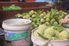 Na dai Đông Triều là một trong những sản phẩm OCOP của địa phương, có chất lượng, mẫu mã đẹp. (Ảnh: Thanh Vân/TTXVN)