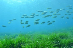 Cỏ biển. (Nguồn: BBC)