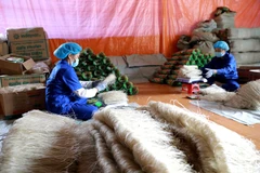 Miến dong - sản phẩm OCOP 4 sao đầu tiên của Bắc Kạn được xuất khẩu sang Cộng hòa Séc và các nước thuộc EU. (Ảnh: Vũ Sinh/TTXVN)
