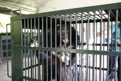 Một cá thể gấu được chuyển giao về Cơ sở bảo tồn gấu Ninh Bình. (Ảnh minh họa: Minh Đức/TTXVN)