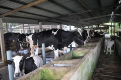 Ảnh minh họa. (Nguồn: Phan Minh Hưng/TTXVN)