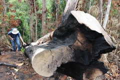 Một cây rừng có đường kính 60cm bị đốn hạ ven suối Dĩ, thôn Tân Thành, xã Sơn Hội (Sơn Hòa, Phú Yên). (Ảnh: Phạm Cường/TTXVN)