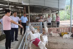Mô hình trang trại nuôi dê sữa của Hợp tác xã Đông Nghi. (Ảnh: Minh Trí - TTXVN)