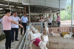 Mô hình trang trại nuôi dê sữa của Hợp tác xã Đông Nghi. (Ảnh: Minh Trí - TTXVN)