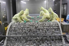 Chế biến sản phẩm tôm xuất khẩu tại nhà máy của Tập đoàn Thủy sản Minh Phú tỉnh Cà Mau. (Ảnh: Vũ Sinh/TTXVN) 