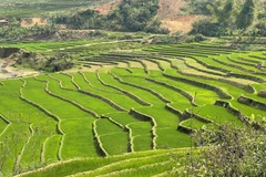 [Photo] Vẻ đẹp ruộng bậc thang mùa mạ non nơi biên giới Lai Châu