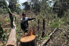 Hiện trường vụ phá rừng. (Ảnh: TTXVN phát)