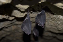 Dơi móng ngựa trú ngụ trong các hang động đá vôi ở Bắc Lào được phát hiện mang theo các virus mà các nhà nghiên cứu nói là “tổ tiên gần nhất của SARS-CoV-2 được biết đến cho đến nay”. (Ảnh: TNS)