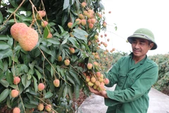 Trong ảnh: 13 vùng trồng vải ở Hải Dương với diện tích gần 132ha vải được cấp mã số đủ điều kiện xuất khẩu vải đi các thị trường Mỹ và châu Âu, trong đó có khoảng 10% sản lượng vải đi các thị trường khó tính như Anh, Pháp, Úc, Hàn Quốc và Nhật. Ảnh: TTXVN