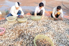 Ngừng xuất khẩu vào EU một số sản phẩm nhuyễn thể hai mảnh vỏ