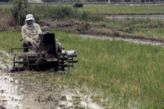 Việt Nam giành giải thưởng của IAEA về đột biến tạo giống lúa