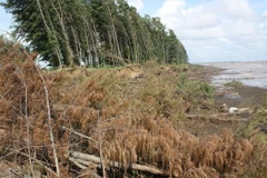 Khởi động kỹ thuật Dự án thích ứng biến đổi khí hậu vùng ĐBSCL