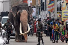 Một con voi tại Sri Lanka. (Nguồn: The Jakarta Post)