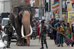Một con voi tại Sri Lanka. (Nguồn: The Jakarta Post)