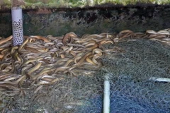 Mô hình nuôi lươn không bùn tại xã Ngọc Chúc, huyện Giồng Riềng, tỉnh Kiên Giang. (Ảnh: Văn Sĩ/TTXVN)