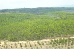 Diện tích rừng thuộc địa bàn quản lý của Ban Quản lý rừng phòng hộ Ia Puch, huyện Chư Prông, tỉnh Gia Lai bị phá trắng để chiếm đất trồng cao su suốt hơn 10 năm qua. (Ảnh: TTXVN phát)