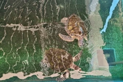 Khu vực cứu hộ rùa biển ở Vườn quốc gia Núi Chúa (huyện Ninh Hải, tỉnh Ninh Thuận). (Ảnh: TTXVN phát)