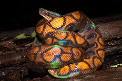 Trăn cầu vồng Brazil. (Nguồn: Reptilecymru.co.uk)