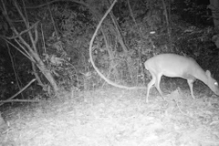 Mang lớn có tên khoa học Muntiacus vuquangensis chụp được qua bẫy ảnh ở rừng Động Châu-Khe Nước Trong. (Ảnh: Mạnh Thành/TTXVN)