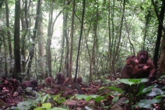 Khỉ mặt đỏ có tên khoa học Macaca arctoides chụp được qua bẫy ảnh ở rừng Động Châu-Khe Nước Trong. (Ảnh: Mạnh Thành/TTXVN)