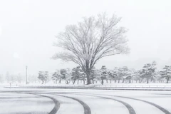 Tuyết phủ trắng xóa tại Tokyo ngày 22/1. (Nguồn: THX/TTXVN)